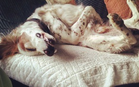 English Setter sprawled on the couch
