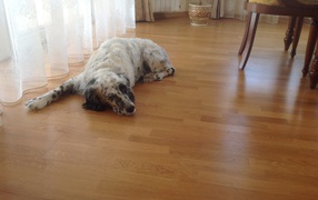 English Setter tired