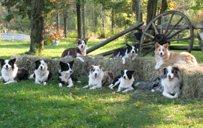Family of dogs Border Collie