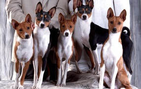Family photo Basenji breed dogs