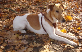 Fox terrier is on the leaves