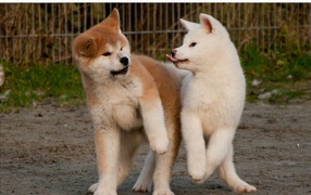 Funny Akita Inu Puppies