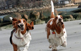 Смешные бассет-хаунды бегут