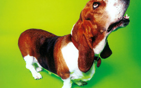 Funny basset hound on a green background