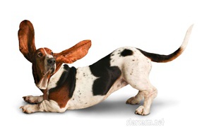 Funny basset hound on white background