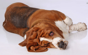 Funny basset hound sprawled on the floor
