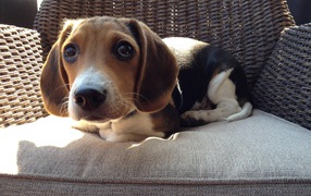 Funny beagle dog on chair
