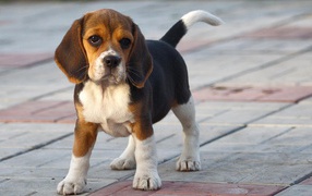Funny beagle puppy on the sidewalk