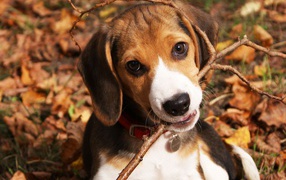 Funny dog ​​beagle chewing branch