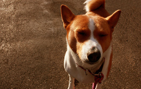 Смешная собака породы басенджи