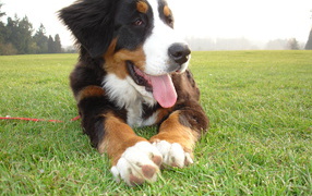 Funny puppy Bernese Mountain dog