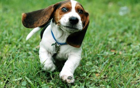 Funny puppy basset hound running
