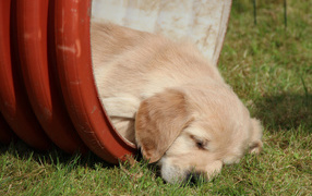 Golden terrier in the barrel