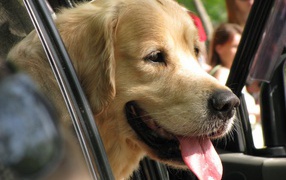 Golden terrier in the car