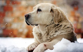 Golden terrier is resting on the snow