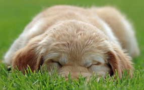 Золотой терьер спит на траве