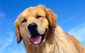 Golden terrier on sky background