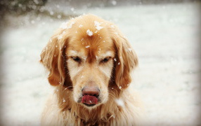 Golden terrier under the snow