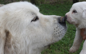 Great Pyrenees dog and puppy