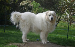 Great Pyrenees dog near the fence