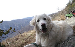 Great Pyrenees dog on the hill