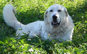 Great Pyrenees dog resting on grass