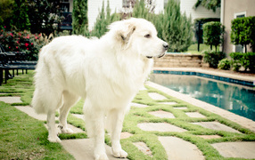 Большая пиренейская собака стоит возле бассейна