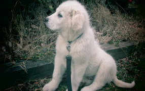 Great Pyrenees puppy dog looks into the distance