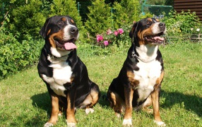 Great Swiss Mountain Dog on the grass