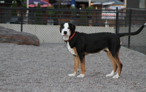 Greater Swiss Mountain Dog behind a fence