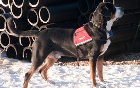 Большой швейцарский зенненхунд на снегу