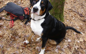 Большой швейцарский зенненхунд возле дерева осенью