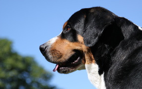 Greater Swiss Mountain Dog on a sky background