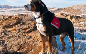 Greater Swiss Mountain Dog on snowy rocks