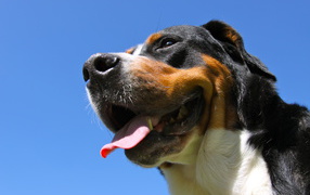 Greater Swiss Mountain Dog smiling on sky background