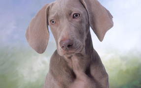 Grey pointer puppy