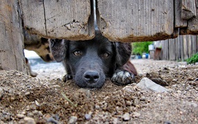 Охранник дома