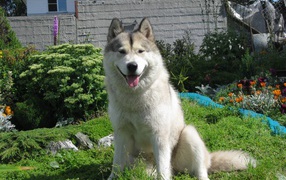 Счастливый аляскинский маламут на хуторе