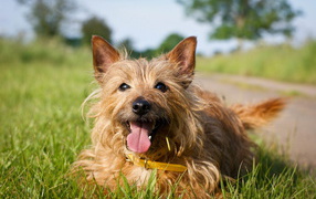 Happy Australian terrier on the grass