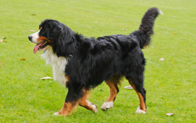 Happy Bernese Mountain Dog running on the lawn