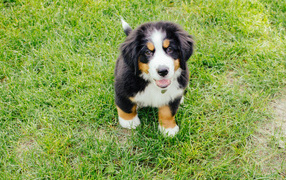 Happy Bernese Mountain dog Puppy looking at the photographer