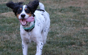 Happy English Setter runs to owner
