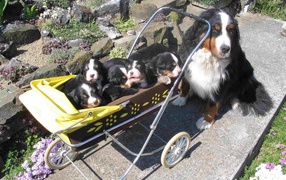 Happy Mountain dog puppies Bernese with mom