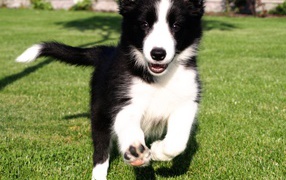 Happy Puppy Border Collie is running on the grass