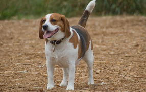 Счастливая собака породы бигль