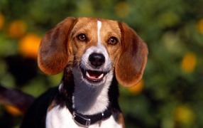 Happy beagle dog saw owner