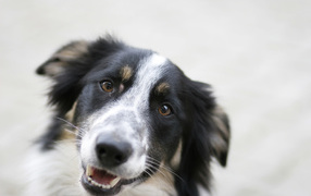 Счастливая бордер-колли крупным планом