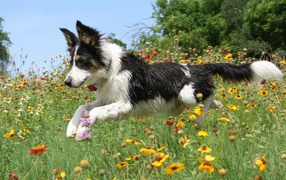 Happy border collie is running on a flower meadow