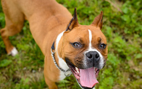 Happy boxer likes to be photographed