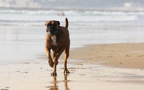 Happy boxer running along the seashore
